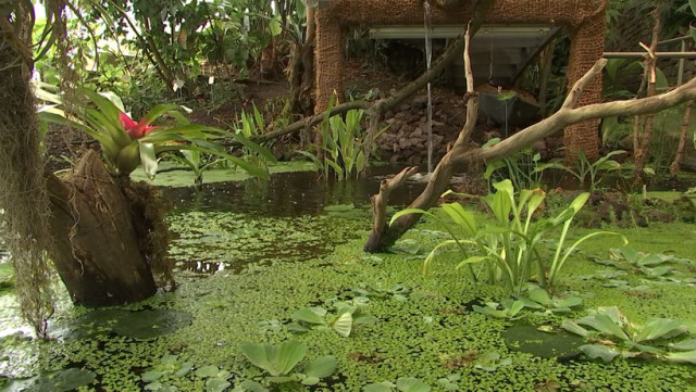 Un air de forêt amazonienne au Sart Tilman