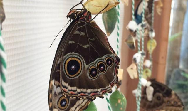 Papillons en liberté à l'Observatoire du monde des plantes