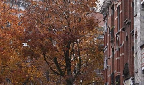 Plan Canopée: des milliers arbres vont être plantés à Liège