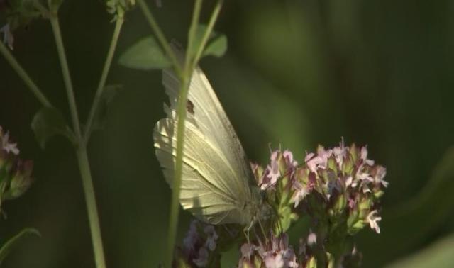 Recensement Natagora : qui papillonne dans nos jardins ?