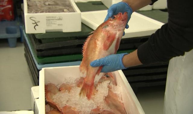 Retour du poisson au marché couvert de Liège
