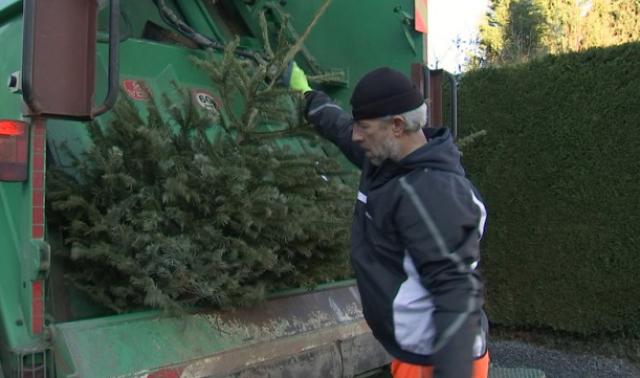 Adieu mon beau sapin !
