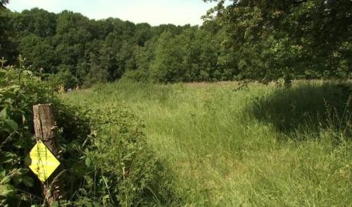 Sauver les orchidées sauvages pour préserver la biodiversité