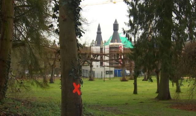 Scolytes au château de Jehay. : 300 épicéas à abattre