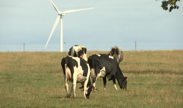 Sécheresse: les prairies ne nourrissent plus le bétail!