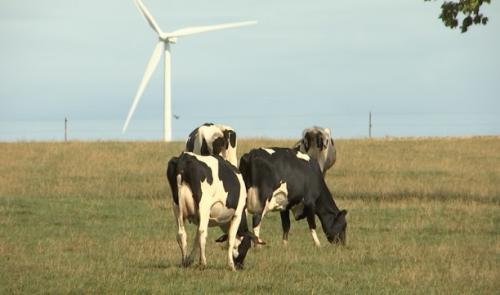 Sécheresse: les prairies ne nourrissent plus le bétail!