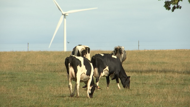 Sécheresse: les prairies ne nourrissent plus le bétail!