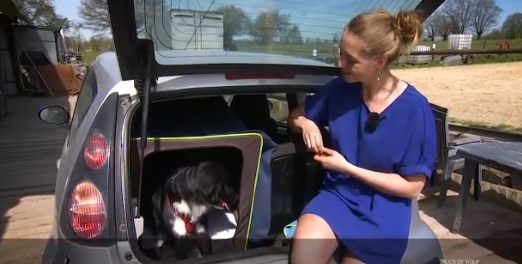 Calmer l'excitation d'un chien en voiture
