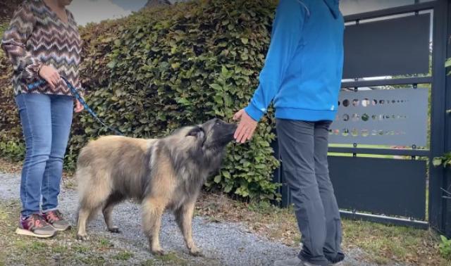 Le consentement canin