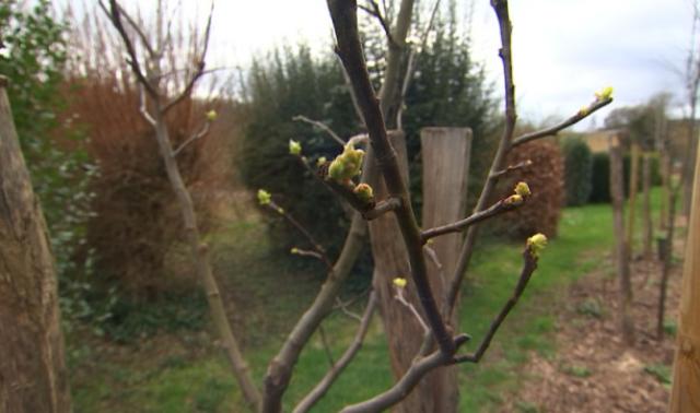 Le potager face à la douceur de l'hiver