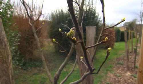 Le potager face à la douceur de l'hiver
