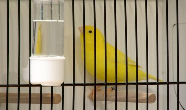 Une exposition de canaris haute en couleurs!