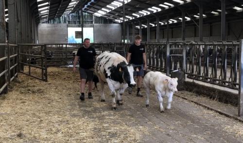 La meilleure viande blanc bleu belge vient de Les Waleffes