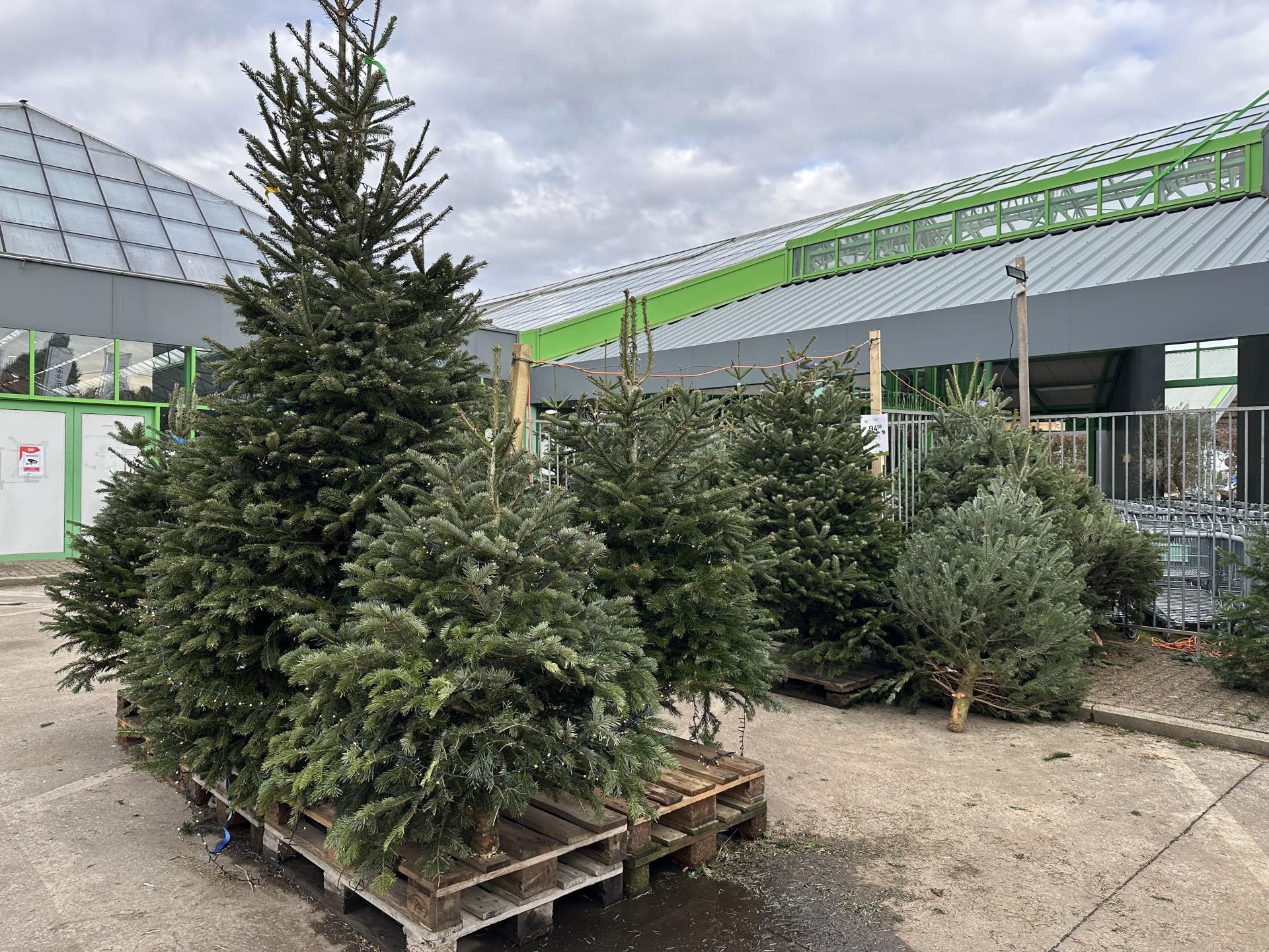 Noël avant l’heure : les sapins se vendent de plus en plus tôt
