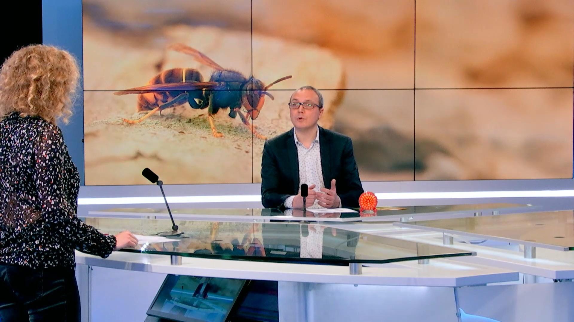 Frelon asiatique: séances d'infos, distributions de pièges... il est temps de lutter