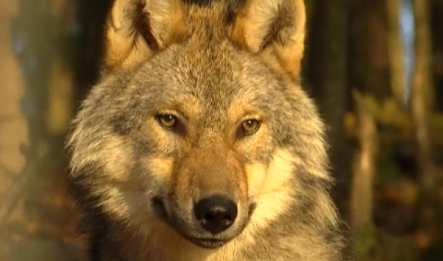 Chevreuil mort à Aywaille : ce n'était pas l'oeuvre d'un loup