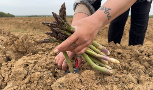 La récolte des asperges déjà bien lancée à Rosoux