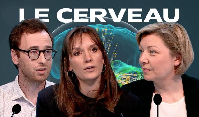 Dans les secrets du cerveau humain