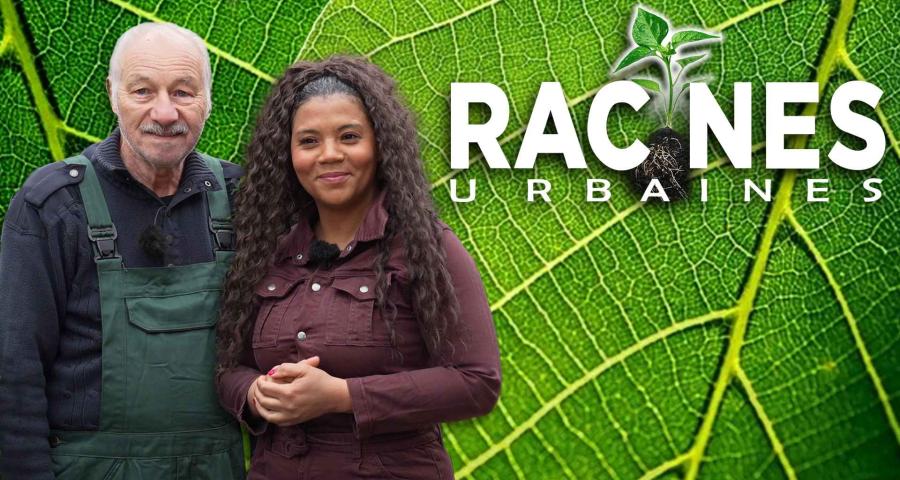 Racines urbaines