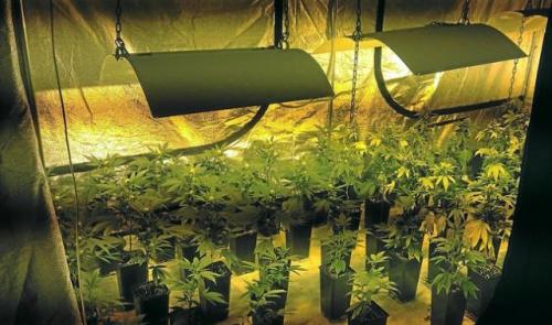 Incendie d'une plantation de cannabis à Bierset