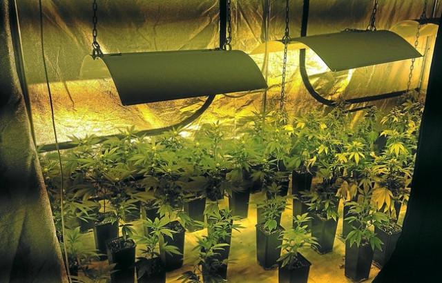 Incendie d'une plantation de cannabis à Bierset