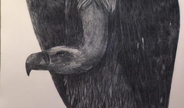 "Urubu" : les vautours, mais aussi les ours, de Michaël Dans à l'Espace 251 Nord 