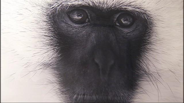 Travel Gallery : les photos animalières de Tom D. Jones