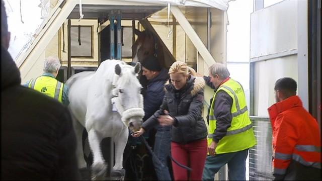 Retour d'Abu Dhabi pour ces chevaux au Horse Inn de Liège Airport