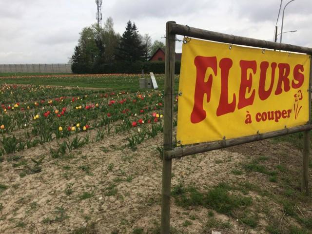 Hognoul : on lui vole les fleurs en libre service