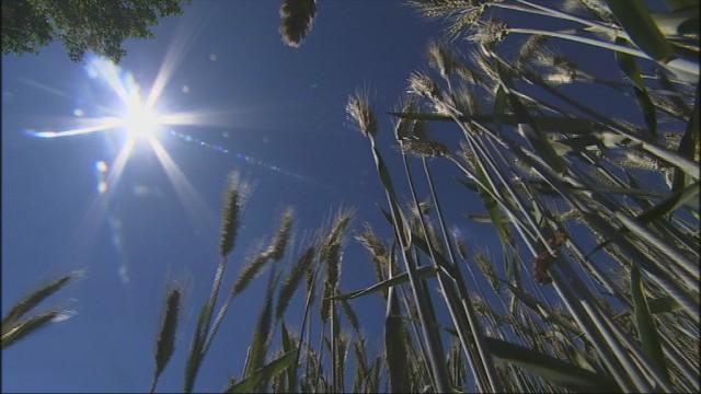 Sécheresse : une catastrophe pour le monde agricole 