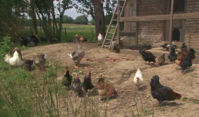 Nouveau cas de grippe aviaire dans la Basse Meuse