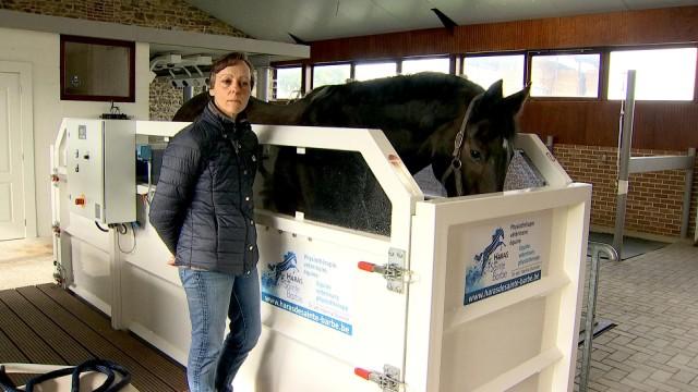 Engis : un centre de revalidation pour les chevaux