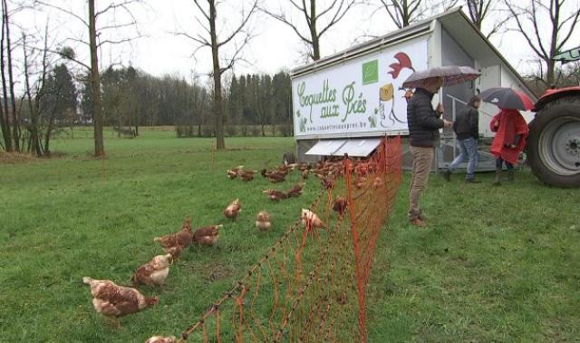 Sprimont : un poulailler mobile accueillant 200 poules