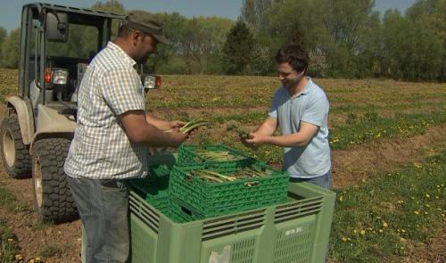 Démarrage en force pour les asperges