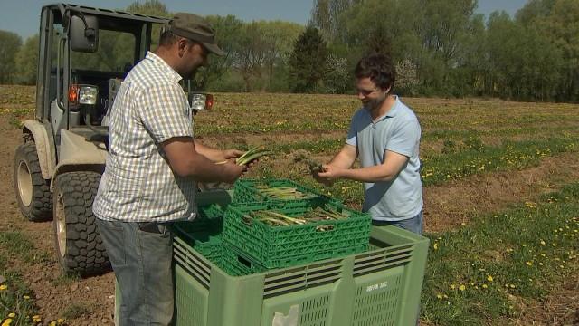 Démarrage en force pour les asperges