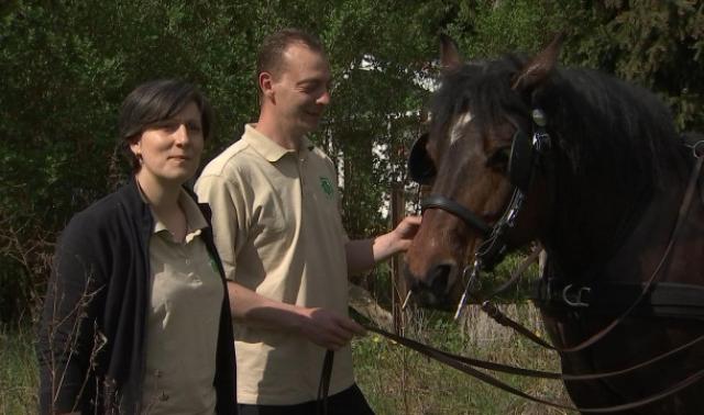Uranie: une jument de 800 kilos au service de Geer