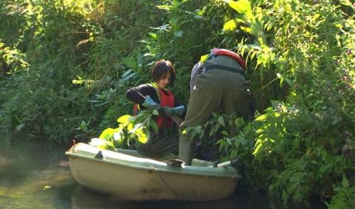 Geer : la barque, pour arracher la balsamine de l'Himalaya 