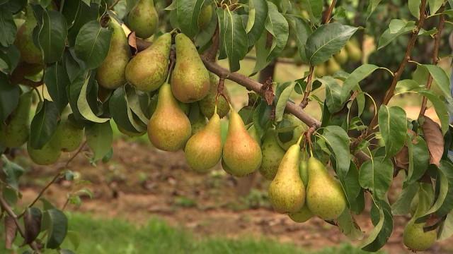 La récolte des poires, précoce pour cause de sècheresse