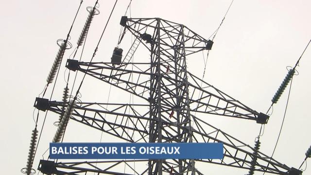 Protection des oiseaux : des balises sur les câbles électriques