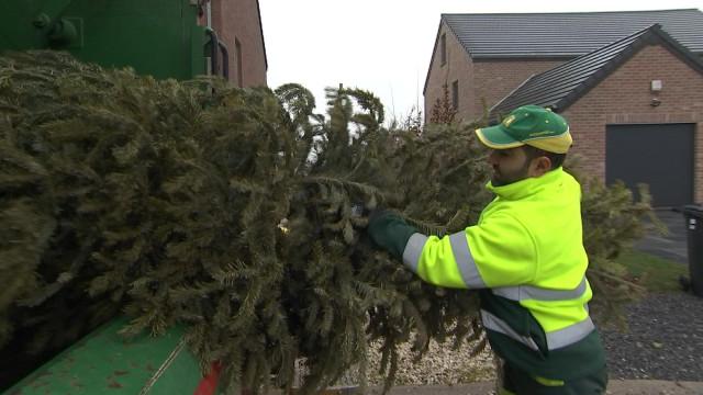 Traditionnel ramassage des sapins