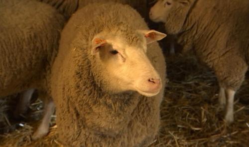 Moutons cherchent famille d'accueil
