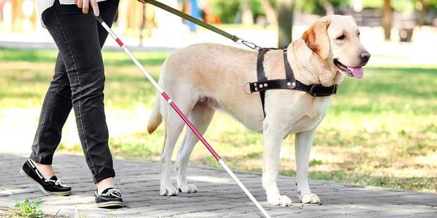 « Tutos des Toutous » : l’ASBL Entrevues continue de former ses chiens guides