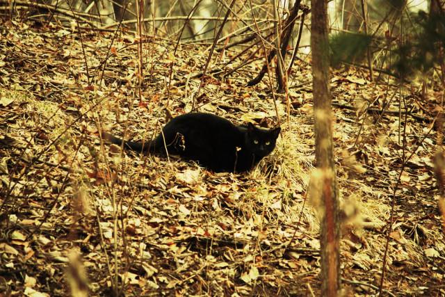 Une campagne de stérilisation pour les chats errants d'Awans