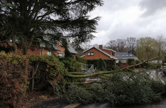 Chute d'arbre à Ivoz-Ramet: une voiture ainsi que des câbles électriques endommagés