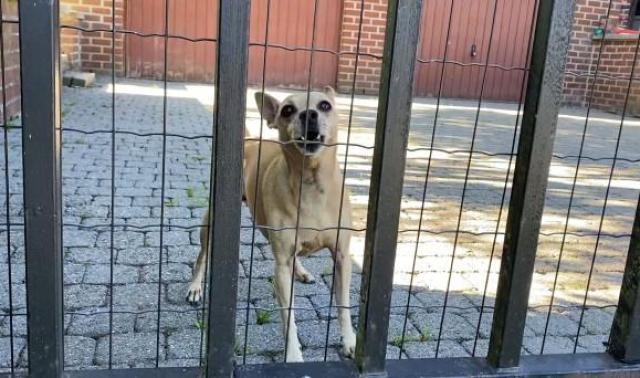 Mon chien aboie quand quelqu'un passe devant la maison ! Que faire ? 