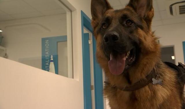 Protégez vos animaux des fortes chaleurs 