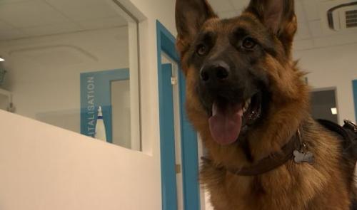 Protégez vos animaux des fortes chaleurs 