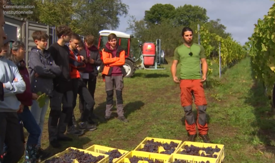 Rat des villes, rat des champs: Le vin et la Province 4/4
