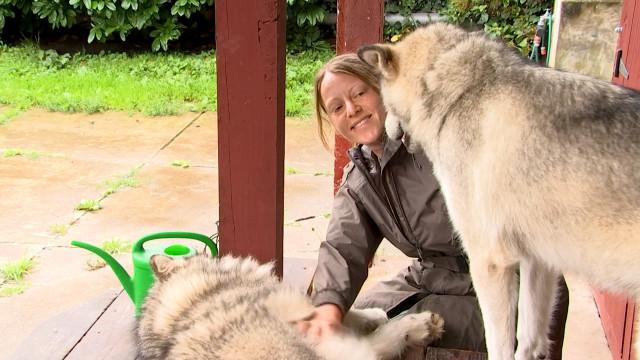 Pet Sitter, le gardiennage qui a du chien !