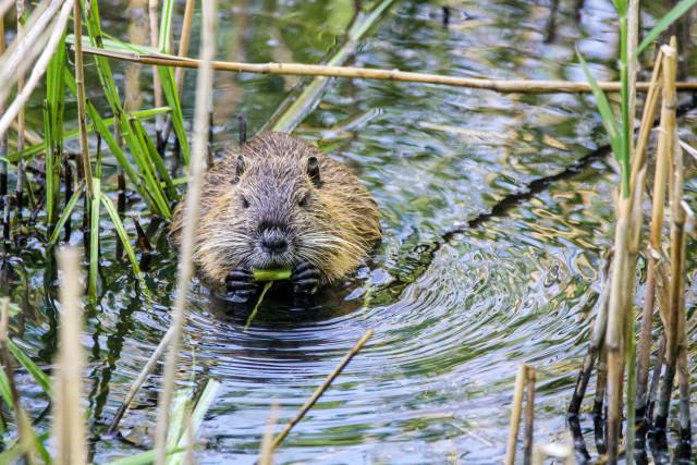 Chaudfontaine : cohabitation entre castors et arbres remarquables